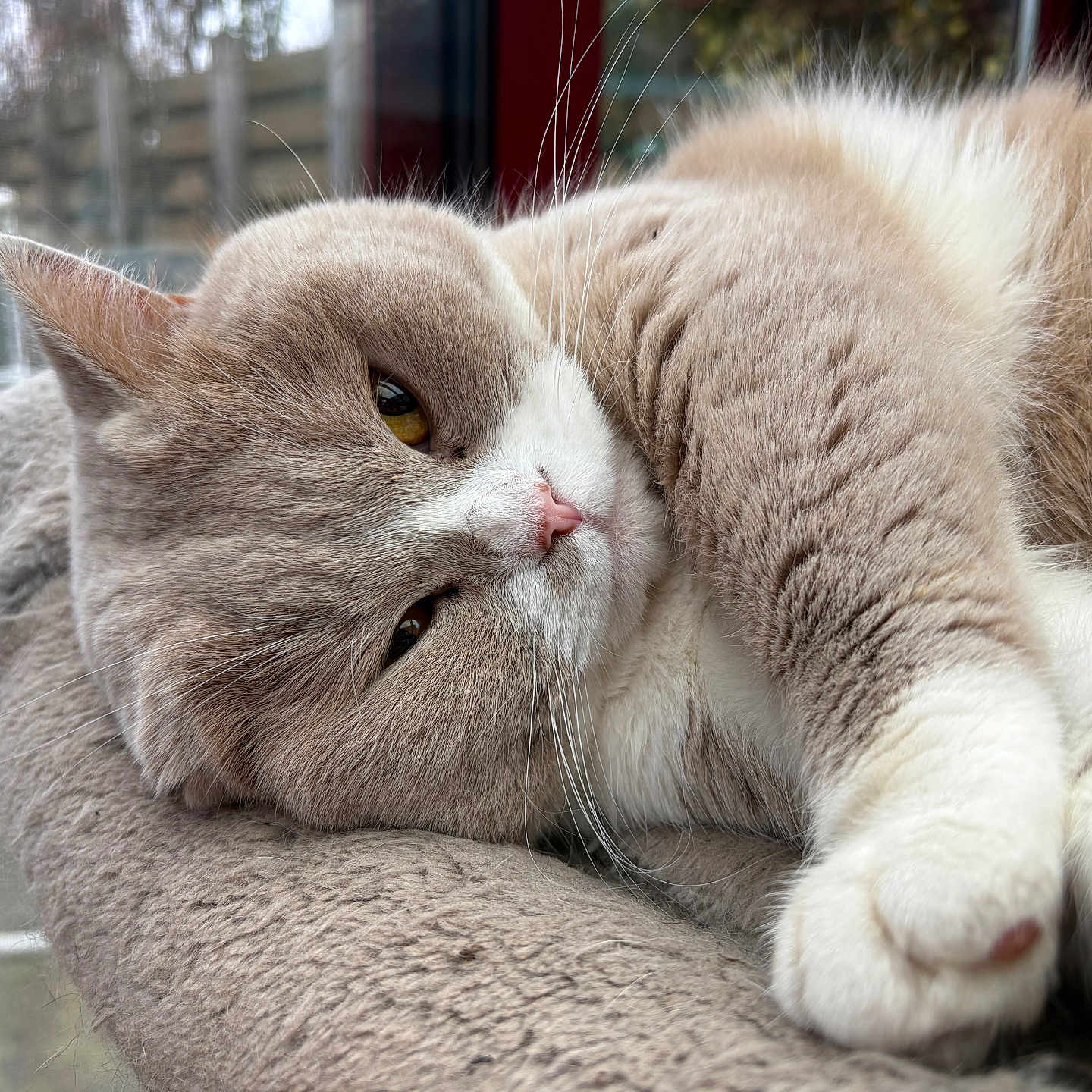 Teddy a rejoint le concours — aidez-le/la à gagner de superbes lots ! cat, fluffy, beige, white, paw, lounging, relaxed, window, indoor, soft_surface, sleepy, pet, feline, closeup, whiskers, yellow_eyes, resting, domestic_animal, fur, daylight
