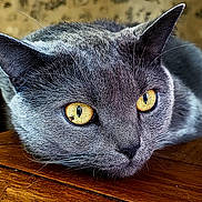 Stanley a rejoint le concours — aidez-le/la à gagner de superbes lots ! cat, grey_cat, close_up, golden_eyes, whiskers, fur, head, resting, wooden_surface, indoor, pet, animal, portrait, curious, face, ears, texture, focus, macro, feline