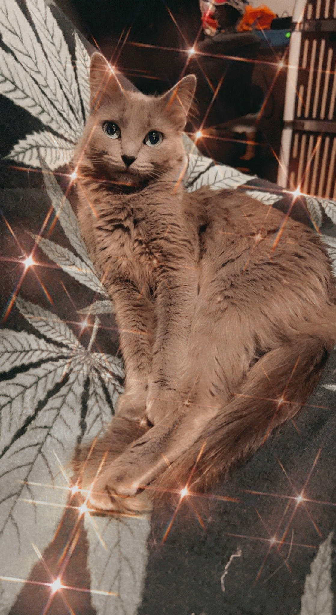 Bear joined the competition — help win amazing prizes! carnivore, cat, chair, domestic_short_haired_cat, event, fawn, felidae, fur, small_to_medium_sized_cats, snout, tail, terrestrial_animal, whiskers, wildlife