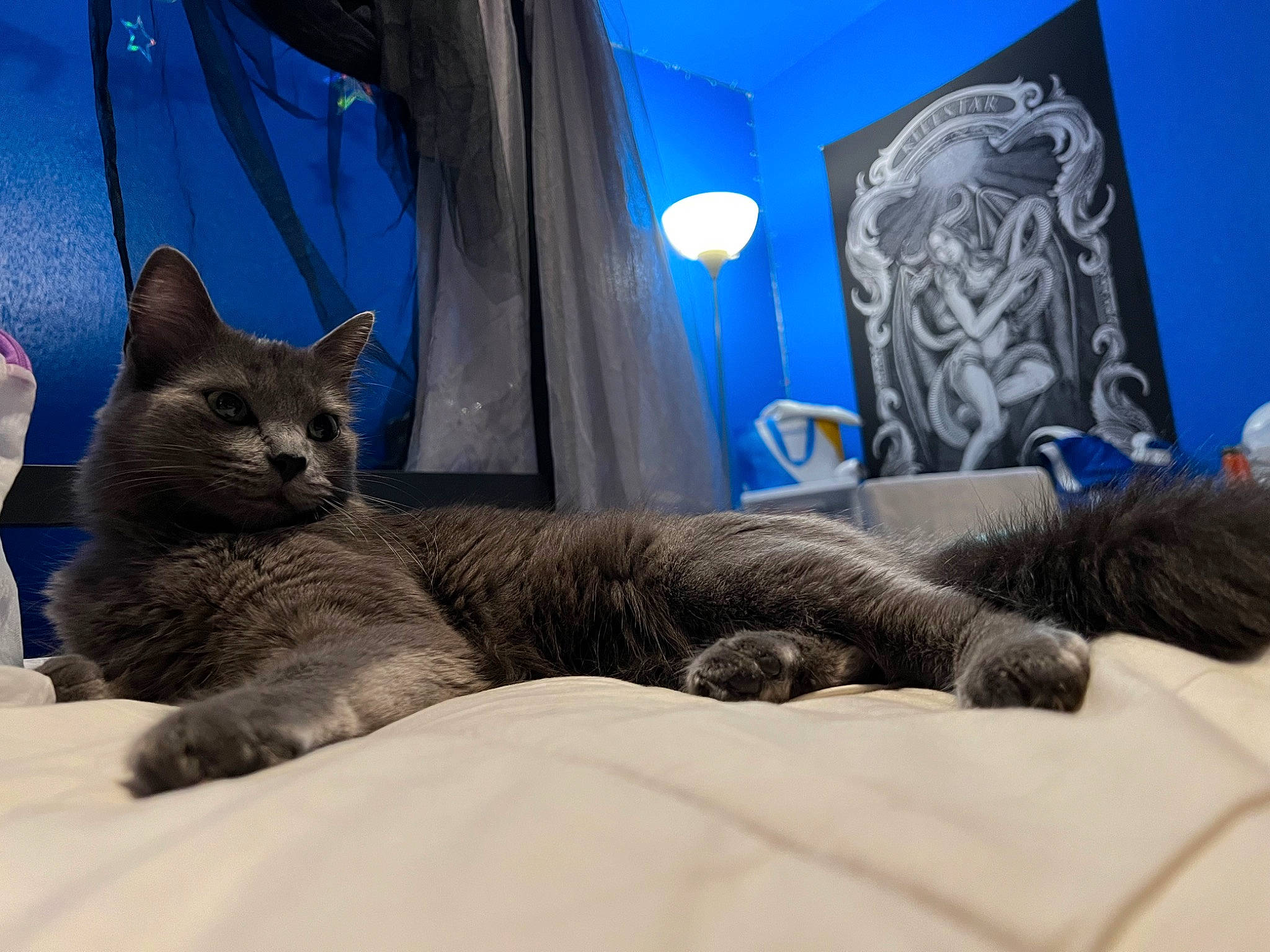 Bear joined the competition — help win amazing prizes! bed, blue, carnivore, cat, comfort, domestic_short_haired_cat, electric_blue, fawn, felidae, fur, grey, nap, paw, russian_blue, small_to_medium_sized_cats, snout, tail, whiskers, wildlife, window