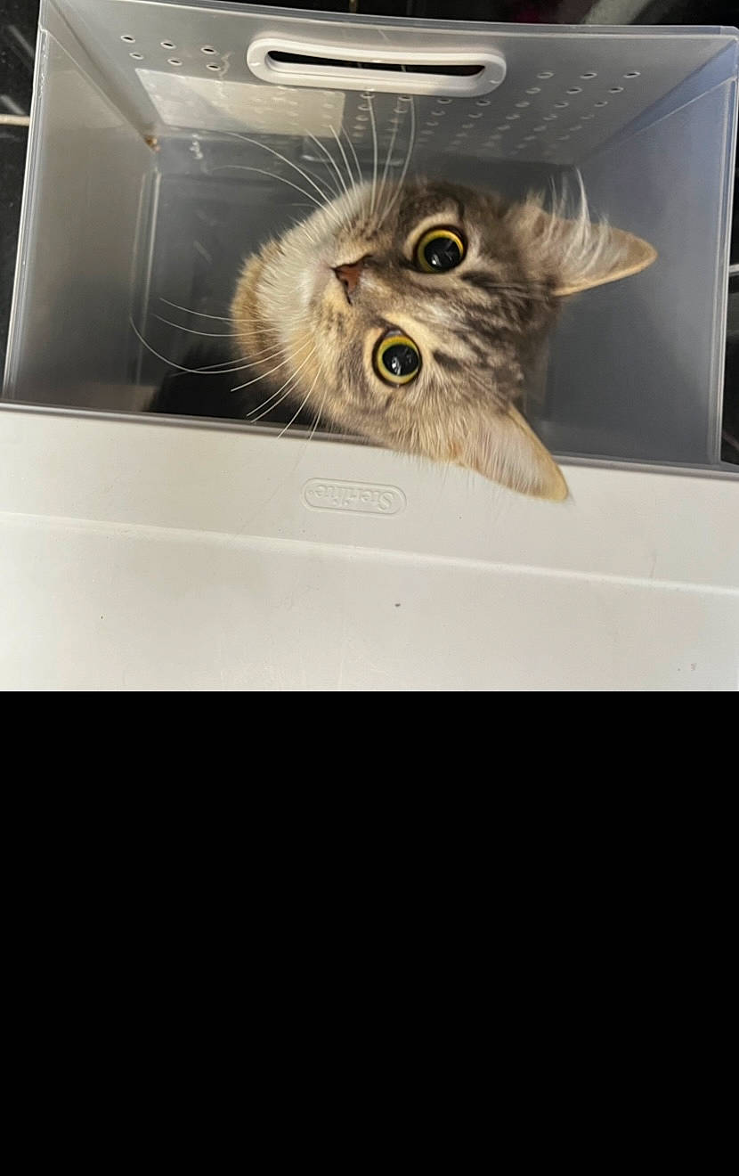 Suki joined the competition — help win amazing prizes! carnivore, cat, domestic_short_haired_cat, felidae, fur, photo_caption, rectangle, small_to_medium_sized_cats, snout, terrestrial_animal, whiskers