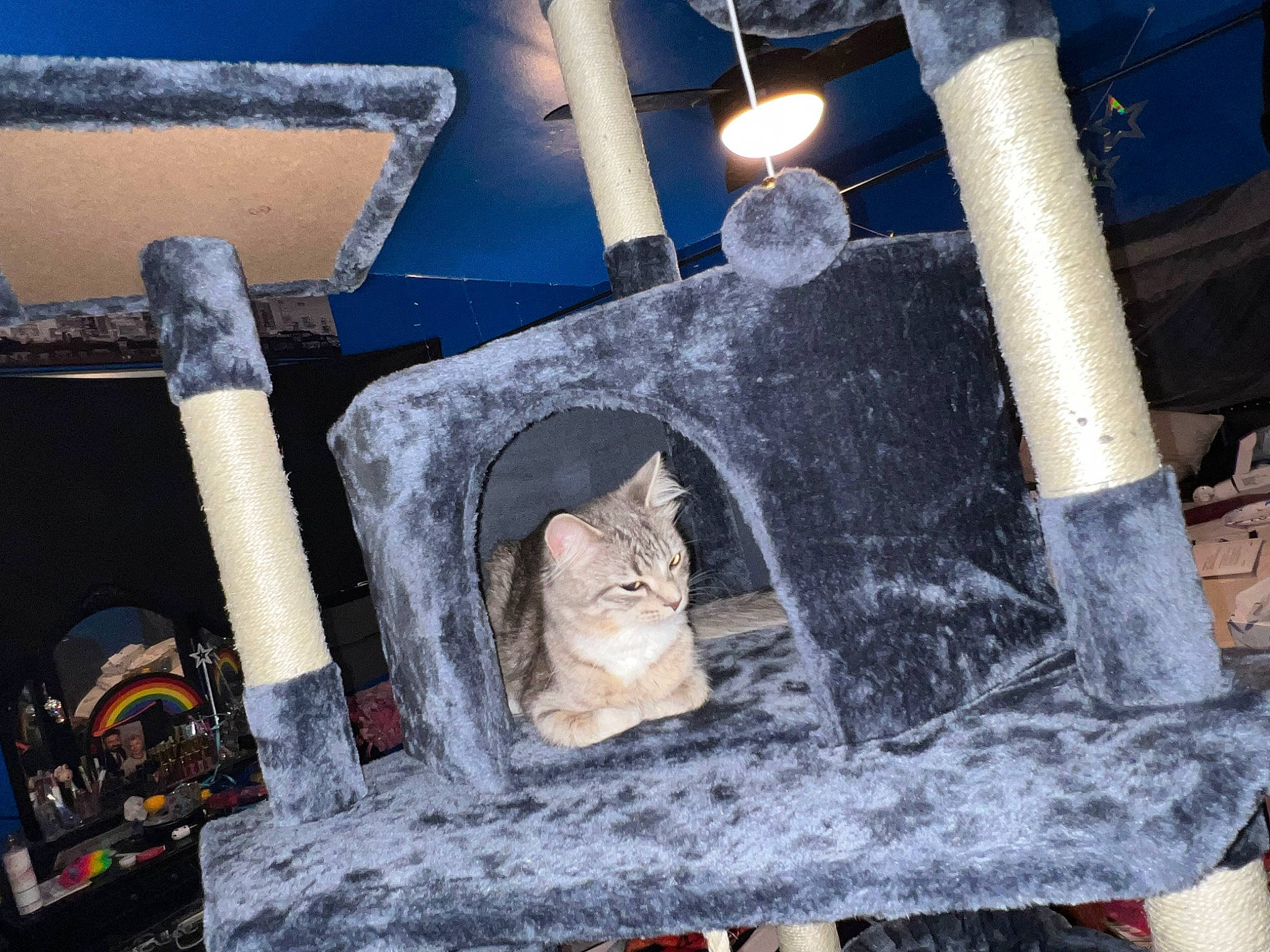 Suki is registered to the contest to win money with this photo: auto_part, automotive_tire, carnivore, cat, domestic_short_haired_cat, felidae, fur, gas, hat, light, lighting, plant, room, small_to_medium_sized_cats, still_life_photography, tail, tree, whiskers, winter, wood