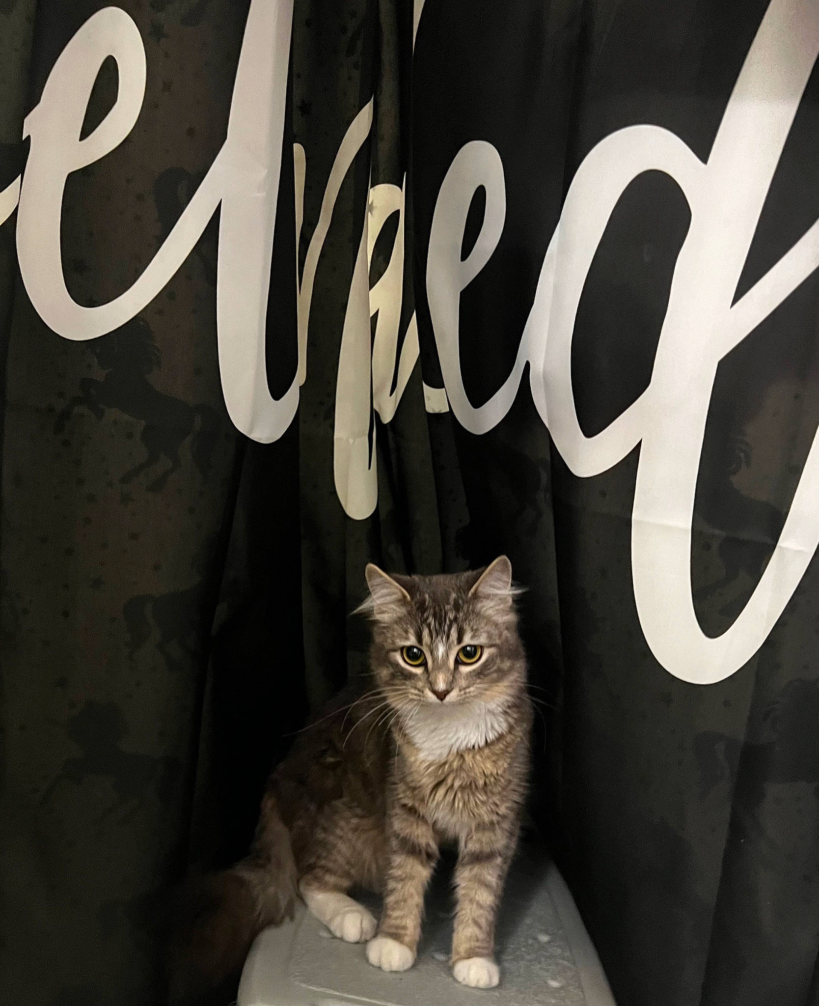 Suki is registered to the contest to win money with this photo: black, black_and_white, carnivore, cat, door, felidae, flash_photography, font, grey, monochrome, photograph, plant, small_to_medium_sized_cats, snapshot, style, tail, tree, whiskers, white, window