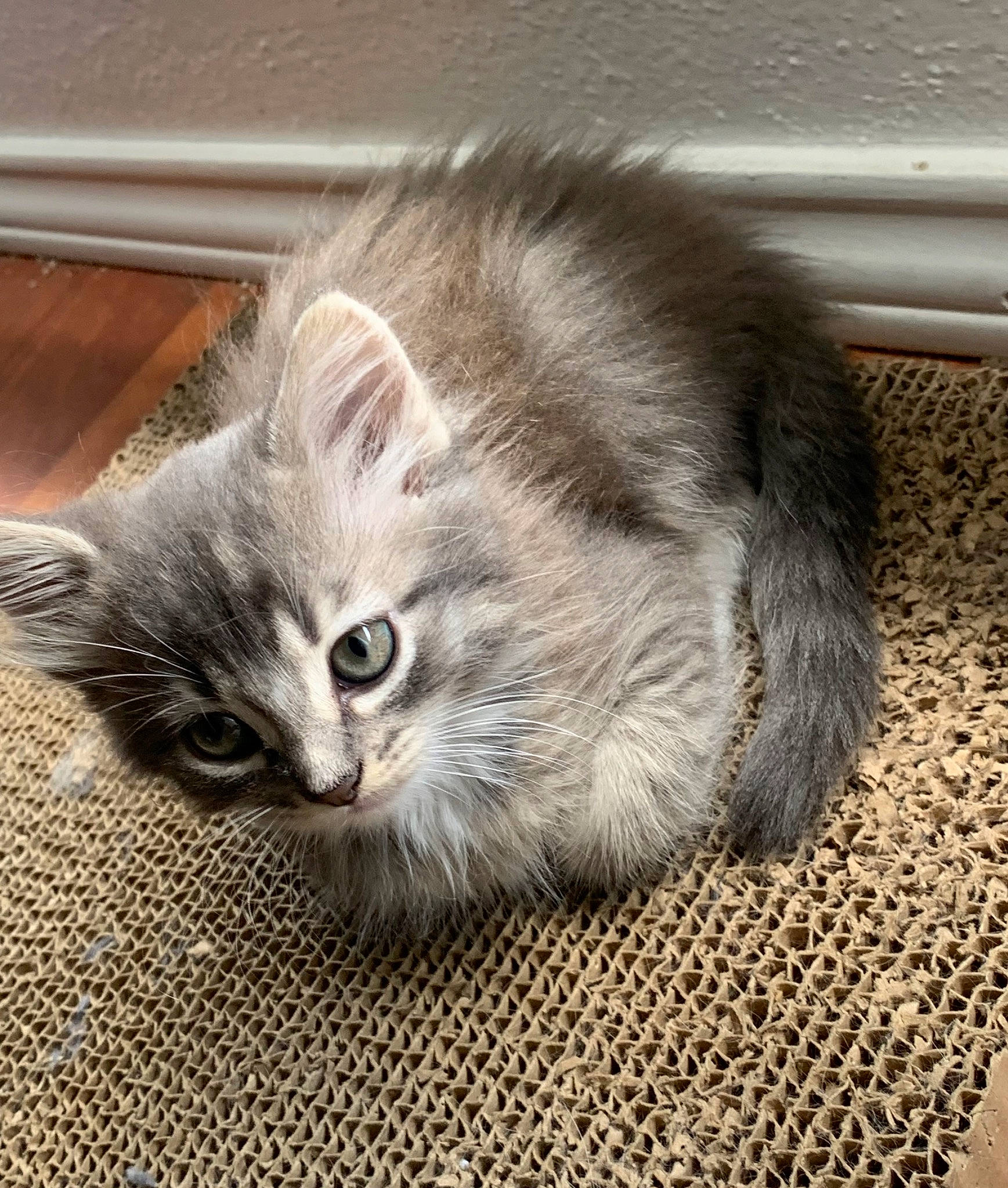 Suki is registered to the contest to win money with this photo: carnivore, cat, cat_toy, claw, comfort, domestic_short_haired_cat, fawn, felidae, flooring, fur, grey, paw, small_to_medium_sized_cats, smile, snout, tail, whiskers