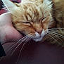 cat, ginger_cat, sleeping, close_up, whiskers, fur, hand, pet, cozy, resting, animal, domestic_cat, face, cute, relaxation, indoor, soft, comfort, feline, napping