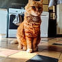 cat, orange_cat, feline, pet, indoor, kitchen, tiled_floor, sunlight, fluffy, sitting, domestic_animal, fur, whiskers, floor_tiles, appliance, stove, dishwasher, door, window, home