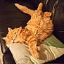 cat, orange_cat, fluffy, sleeping, couch, leather_couch, pillow, relaxed, indoor, pet, feline, resting, cozy, home, animal, cute, fur, whiskers, nap, domestic_cat
