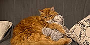 Pedro a rejoint le concours — aidez-le/la à gagner de superbes lots ! cat, orange_cat, fluffy, stuffed_animal, gray_couch, pillow, decorative_pillow, cozy, indoor, pet, feline, resting, cute, animal, soft_toy, home, relaxing, snuggling, fur, cuddling