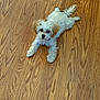 dog, puppy, small_dog, white_fur, hardwood_floor, wood_grain, indoor, pet, domestic_animal, laying_flat, paws, tail, ears, looking_up, collar, cute, fluffy, floor_texture, portrait, relaxed