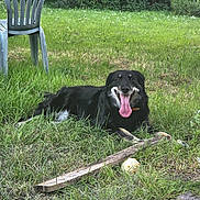 Tagada participe au concours pour gagner de l'argent avec cette photo : dog, black_dog, grass, outdoor, stick, ball, plastic_chair, greenery, happy, tongue_out, pet, nature, summer, canine, animal, playful, relaxing, garden, yard, sunlight