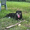 dog, black_dog, grass, outdoor, stick, ball, plastic_chair, greenery, happy, tongue_out, pet, nature, summer, canine, animal, playful, relaxing, garden, yard, sunlight
