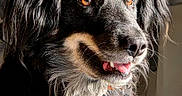 Tagada participe au concours pour gagner de l'argent avec cette photo : dog, portrait, close_up, black_fur, tan_markings, tongue, teeth, happy, pet, animal, canine, fur, ears, eyes, snout, indoor, natural_light, looking_away, detailed, fluffy