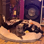 Tagada a rejoint le concours — aidez-le/la à gagner de superbes lots ! animal, black_and_white_dog, cat, companion, cozy, decor, dog, furniture, gray_cat, home, indoor, lamp, lying_down, pet_bed, purple_wall, relaxed, resting, sitting, speaker, tile_floor