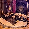 Tagada a rejoint le concours — aidez-le/la à gagner de superbes lots ! dog, cat, pet_bed, indoor, purple_wall, speaker, tile_floor, relaxed, lying_down, sitting, furniture, cozy, animal, companion, home, resting, black_and_white_dog, gray_cat, decor, lamp