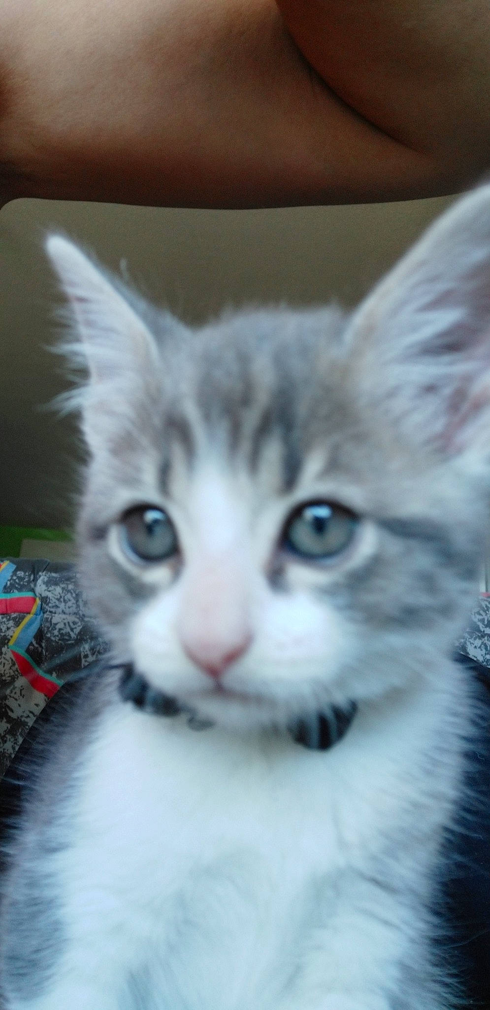 Grizouille a rejoint le concours — aidez-le/la à gagner de superbes lots ! aegean_cat, american_curl, american_wirehair, asian_semi_longhair, carnivore, cat, domestic_long_haired_cat, domestic_short_haired_cat, eye, felidae, iris, kitten, mammal, norwegian_forest_cat, ragamuffin, ragdoll, siberian, small_to_medium_sized_cats, vertebrate, whiskers