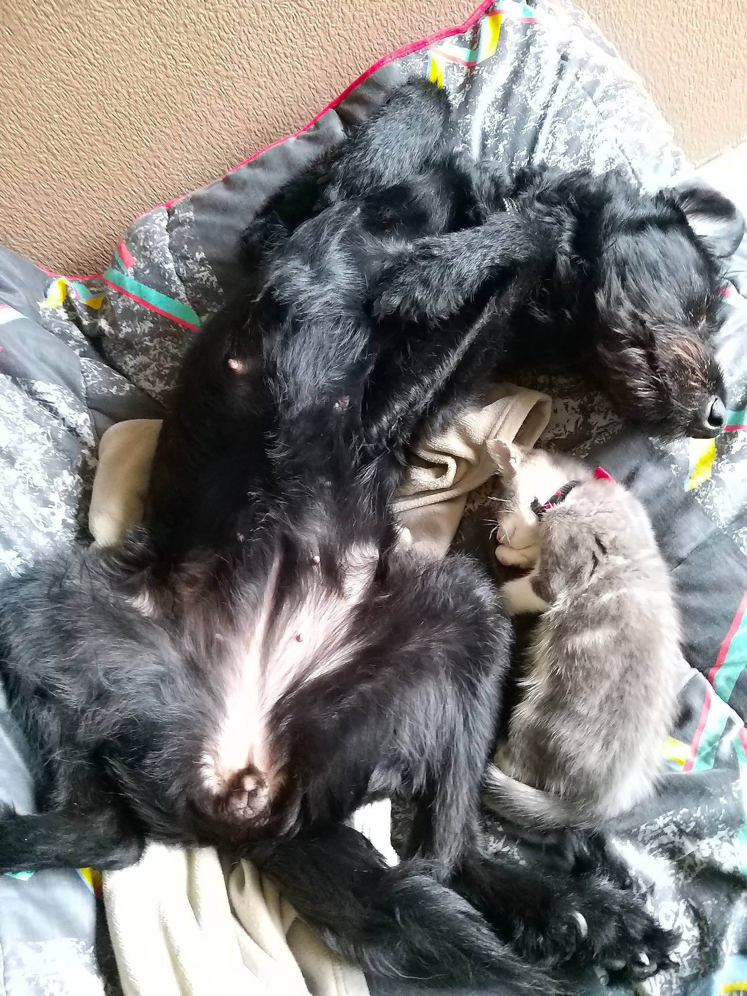 Grizouille a rejoint le concours — aidez-le/la à gagner de superbes lots ! canidae, carnivore, cat, dog_breed, felidae, kitten, mammal, puppy, small_to_medium_sized_cats, sporting_group, vertebrate