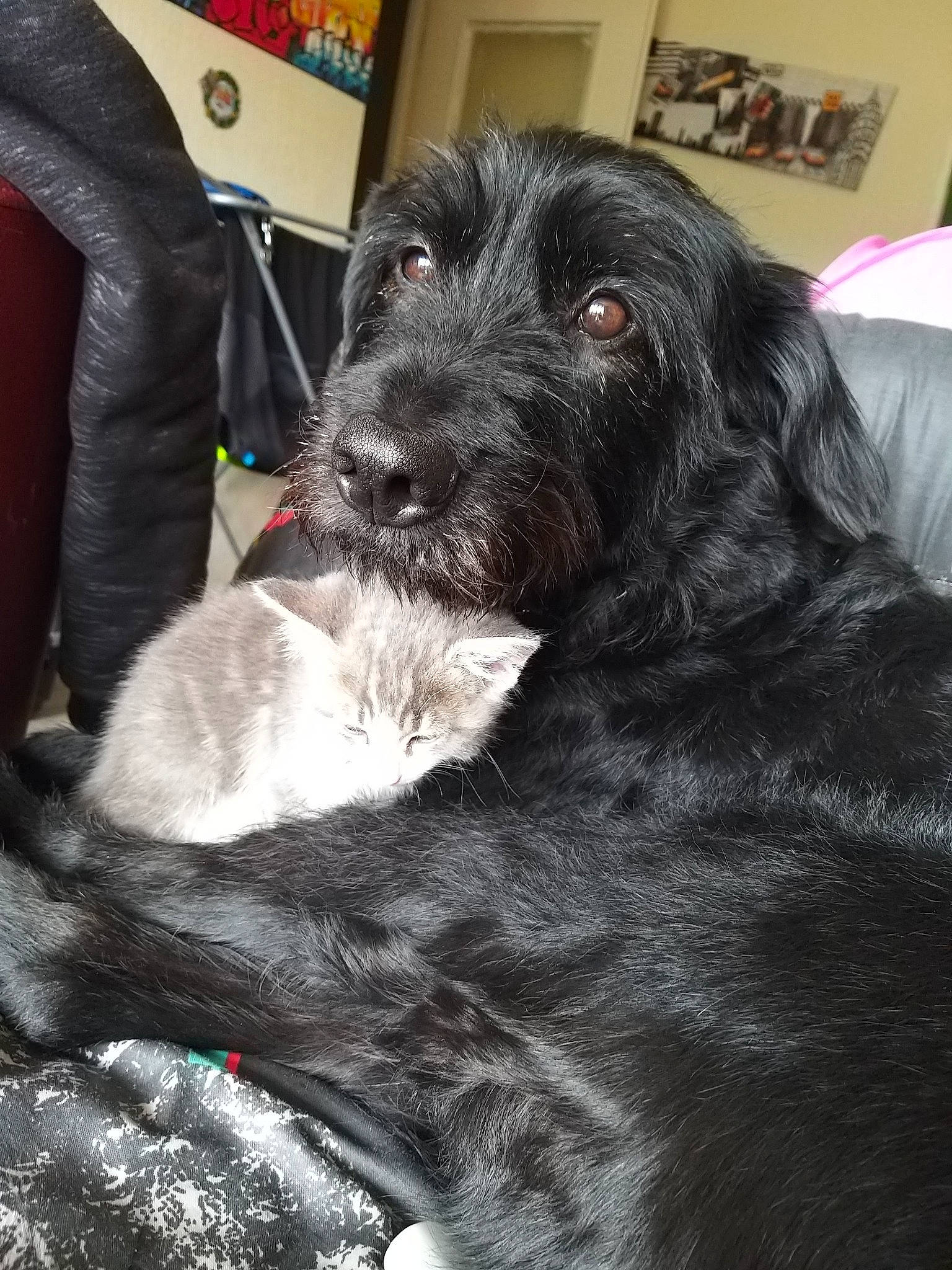 Grizouille participe au concours pour gagner de l'argent avec cette photo : canidae, carnivore, companion_dog, dog, dog_breed, german_wirehaired_pointer, mammal, rare_breed_dog, snout, spaniel, sporting_group, stichelhaar, vertebrate