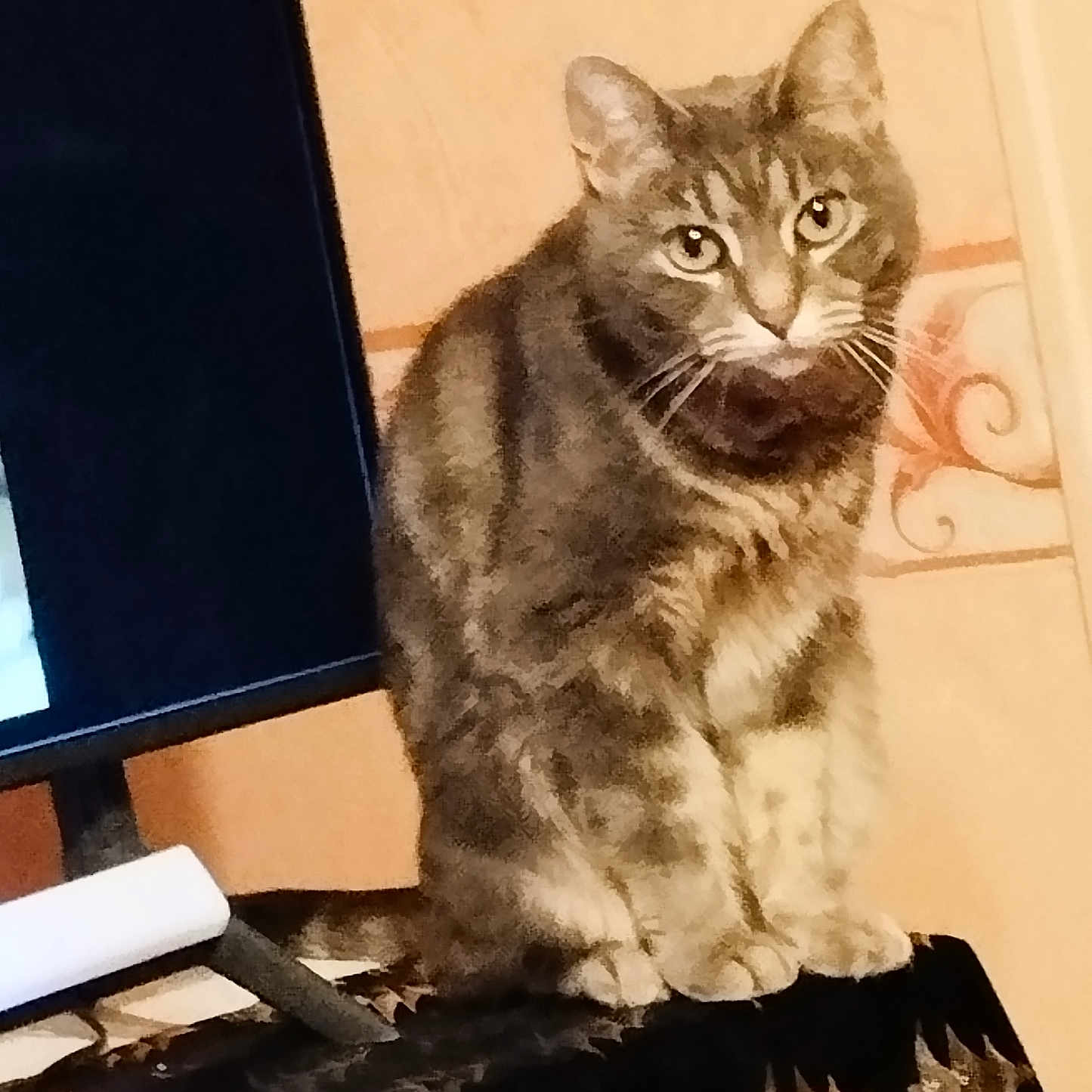 Opale a rejoint le concours — aidez-le/la à gagner de superbes lots ! cat, tabby_cat, pet, animal, indoor, feline, monitor, patterned_cloth, wall, whiskers, ears, eyes, sitting, fur, domestic_animal, household, looking, portrait, table, home
