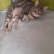 Opale participe au concours pour gagner de l'argent avec cette photo : cat, tabby_cat, couch, furniture, green_cushions, relaxed, indoor, pet, animal, fur, whiskers, paws, ears, lying_down, cozy, home, floor_tiles, resting, cute, domestic_cat
