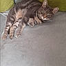 cat, tabby_cat, couch, furniture, green_cushions, relaxed, indoor, pet, animal, fur, whiskers, paws, ears, lying_down, cozy, home, floor_tiles, resting, cute, domestic_cat