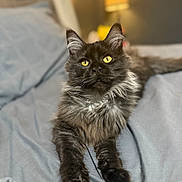 Octavia joined the competition — help win amazing prizes! animal, bed, bedroom, black_fur, cat, cozy, ears, feline, fluffy, fur, gray_fur, indoor, lamp, lying_down, pet, portrait, relaxed, soft_light, whiskers, yellow_eyes