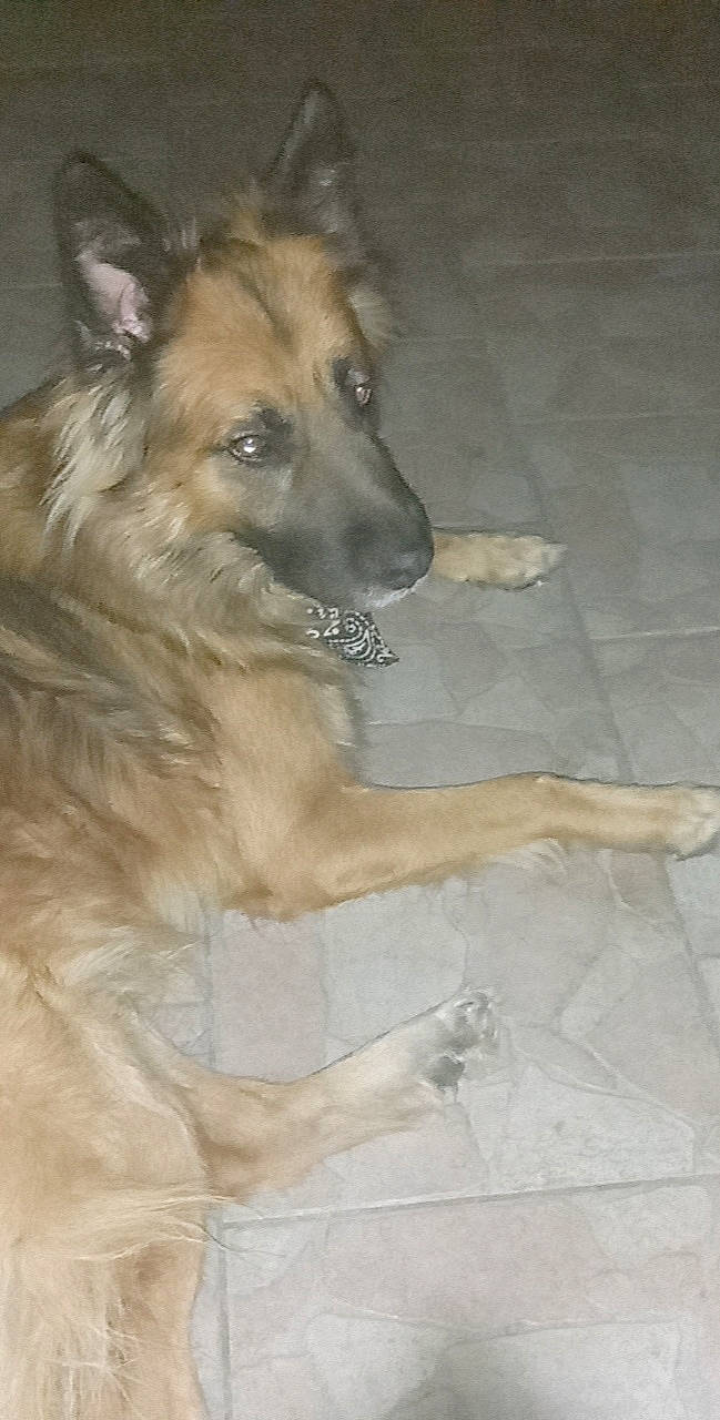 Marley a rejoint le concours — aidez-le/la à gagner de superbes lots ! canidae, carnivore, companion_dog, dog, dog_breed, door, fawn, flooring, fur, hardwood, liver, snout, sporting_group, terrestrial_animal, tile_flooring, whiskers, working_dog