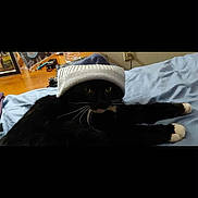 Flash is registered to the contest to win money with this photo: cat, black_cat, white_paws, hat, knit_hat, bed, blue_bedspread, whiskers, indoor, pet, animal, feline, resting, cozy, domestic, fur, eyes, table, water_bottle, picture_frame