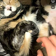 Bella joined the competition — help win amazing prizes! animal, calico_cat, cat, closeup, comfort, cozy, cute, domestic_cat, feline, fur, hand, indoor, paw, pet, relaxed, resting, sleeping, soft, touch, whiskers