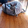 cat, pet_bed, gray_cat, wooden_floor, indoor, relaxing, stretching, furniture, cozy, fluffy, modern, natural_light, home, comfortable, sleeping, animal, paw, resting, calm, peaceful