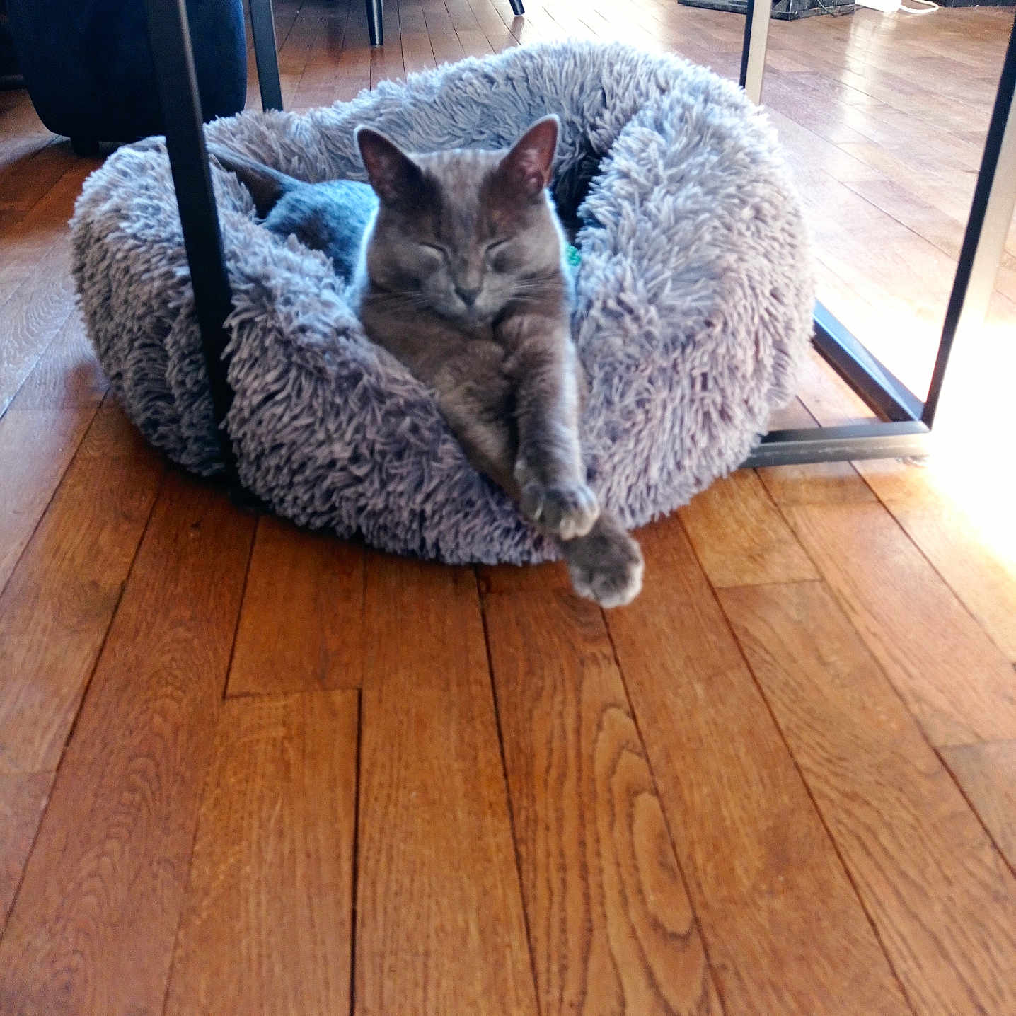 Tigrou participe au concours pour gagner de l'argent avec cette photo : animal, calm, cat, comfortable, cozy, fluffy, furniture, gray_cat, home, indoor, modern, natural_light, paw, peaceful, pet_bed, relaxing, resting, sleeping, stretching, wooden_floor