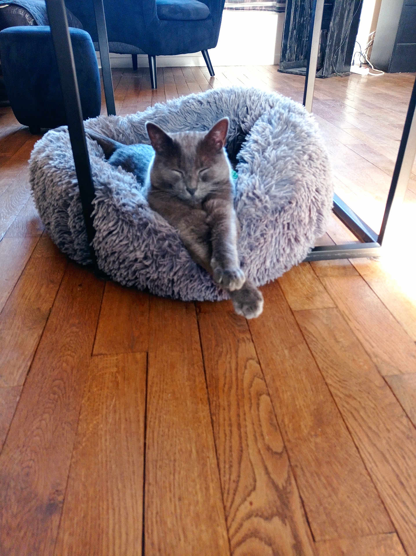 Tigrou participe au concours pour gagner de l'argent avec cette photo : cat, pet_bed, gray_cat, wooden_floor, indoor, relaxing, stretching, furniture, cozy, fluffy, modern, natural_light, home, comfortable, sleeping, animal, paw, resting, calm, peaceful