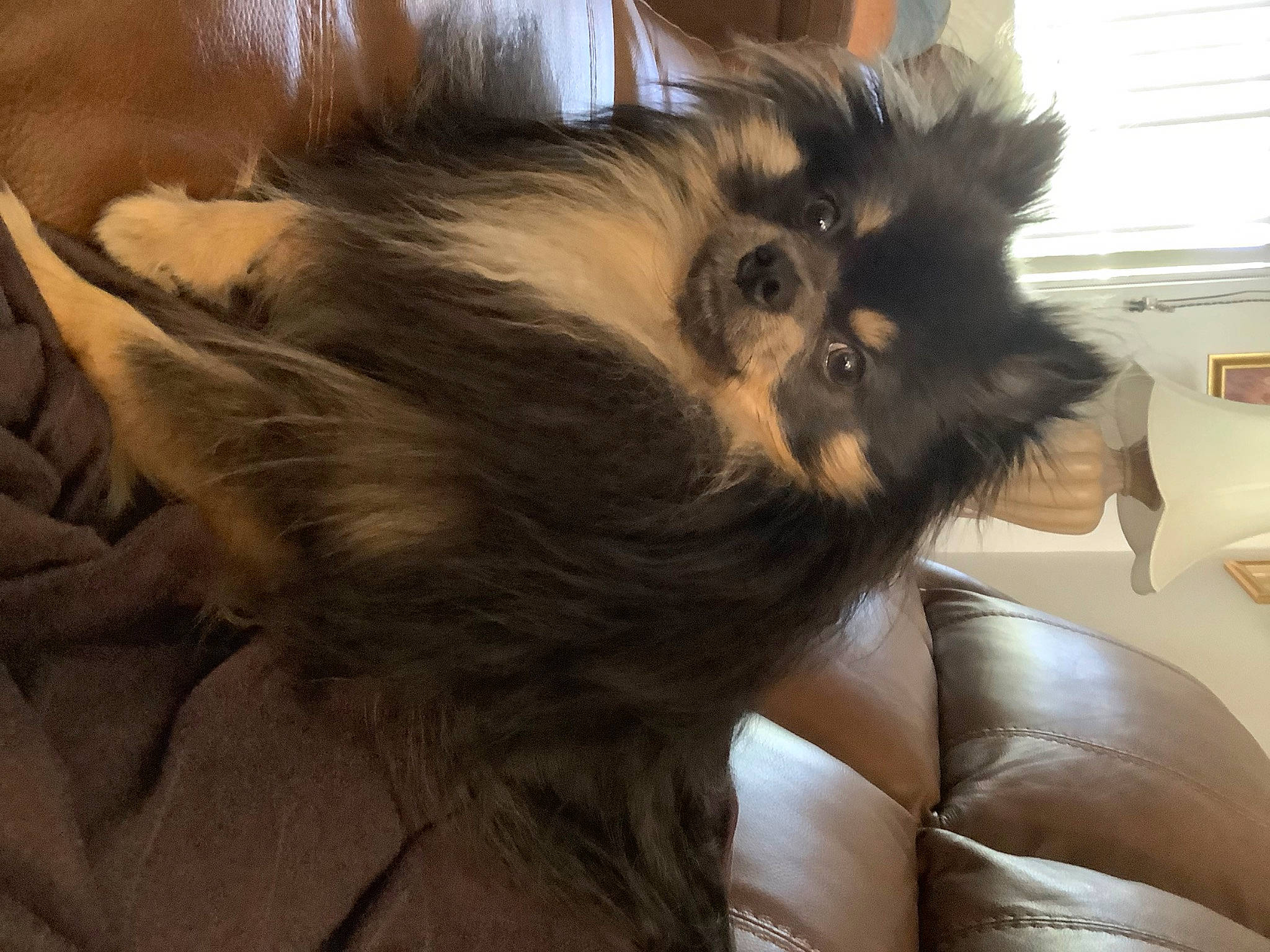 Boots joined the competition — help win amazing prizes! canidae, carnivore, comfort, companion_dog, dog, dog_breed, ear, fawn, fur, german_spitz, german_spitz_klein, german_spitz_mittel, liver, pekingese, snout, sporting_group, terrestrial_animal, toy_dog, whiskers, working_animal