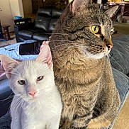 Luxi And Leo is registered to the contest to win money with this photo: cat, white_cat, tabby_cat, pets, indoor, living_room, couch, furniture, close_up, animal, cute, domestic, two_animals, companions, whiskers, ears, eyes, fur, sitting, house