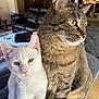 cat, white_cat, tabby_cat, pets, indoor, living_room, couch, furniture, close_up, animal, cute, domestic, two_animals, companions, whiskers, ears, eyes, fur, sitting, house