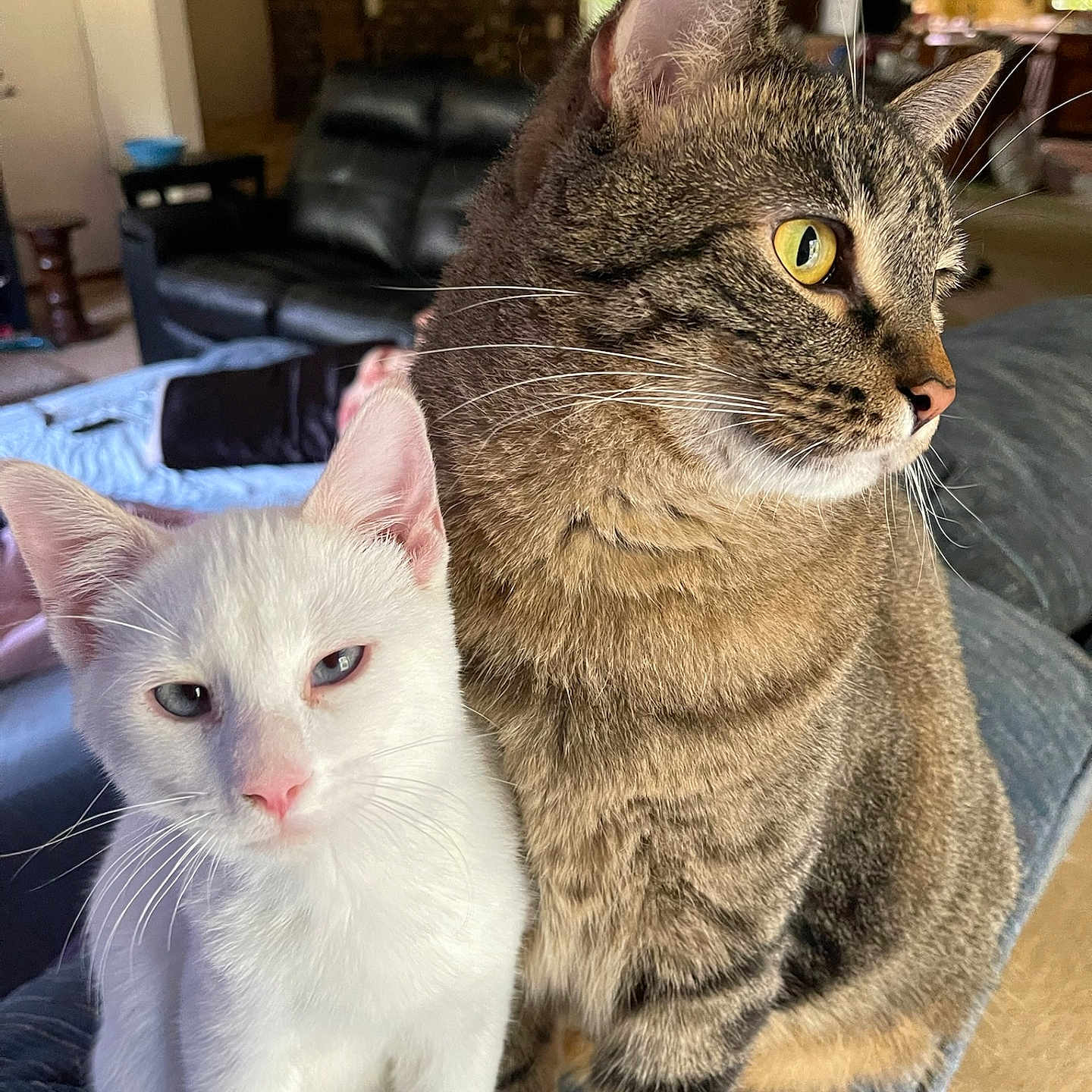 Luxi And Leo is registered to the contest to win money with this photo: animal, cat, close_up, companions, couch, cute, domestic, ears, eyes, fur, furniture, house, indoor, living_room, pets, sitting, tabby_cat, two_animals, whiskers, white_cat