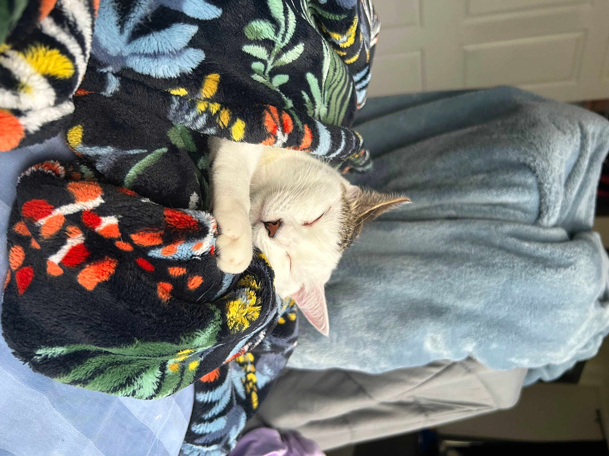Pua