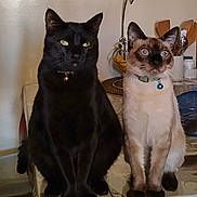 Dom And Tantin joined the competition — help win amazing prizes! cat, black_cat, siamese_cat, pets, indoor, table, collar, bell, feline, two_animals, domestic_animal, looking, ears, whiskers, fur, sitting, curious, kitchen, utensils, container