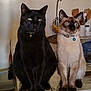 cat, black_cat, siamese_cat, pets, indoor, table, collar, bell, feline, two_animals, domestic_animal, looking, ears, whiskers, fur, sitting, curious, kitchen, utensils, container