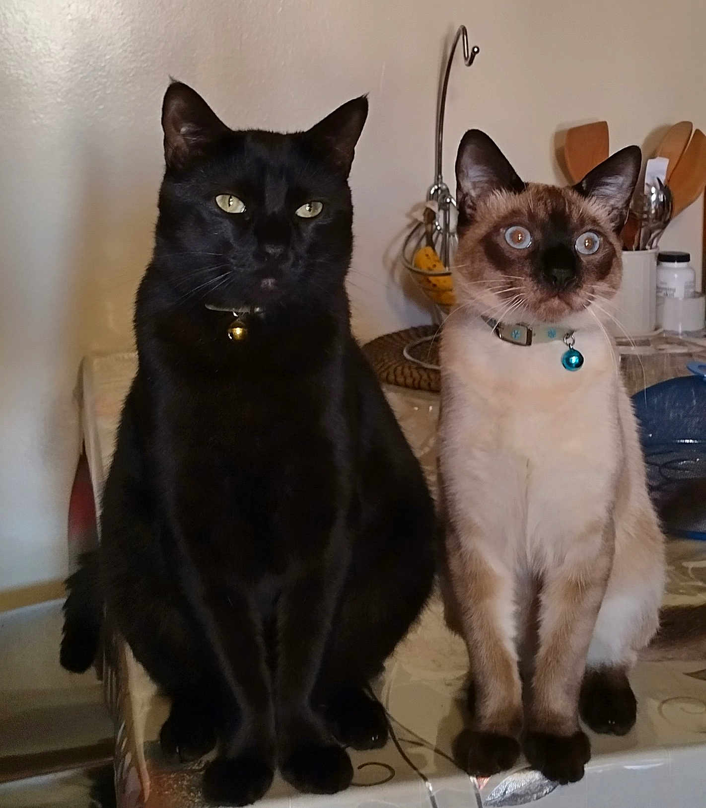 Dom And Tantin joined the competition — help win amazing prizes! cat, black_cat, siamese_cat, pets, indoor, table, collar, bell, feline, two_animals, domestic_animal, looking, ears, whiskers, fur, sitting, curious, kitchen, utensils, container
