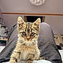Arès a rejoint le concours — aidez-le/la à gagner de superbes lots ! kitten, tabby, cat, pet, indoor, closeup, whiskers, fur, lap, person, blurred_background, cute, small, curious, animal, domestic, eyes, sitting, feline, young