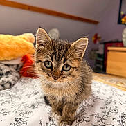 Arès a rejoint le concours — aidez-le/la à gagner de superbes lots ! kitten, cat, pet, animal, feline, cute, fluffy, whiskers, bedspread, indoor, closeup, young, curious, soft, domestic, portrait, small, sitting, eyes, furry
