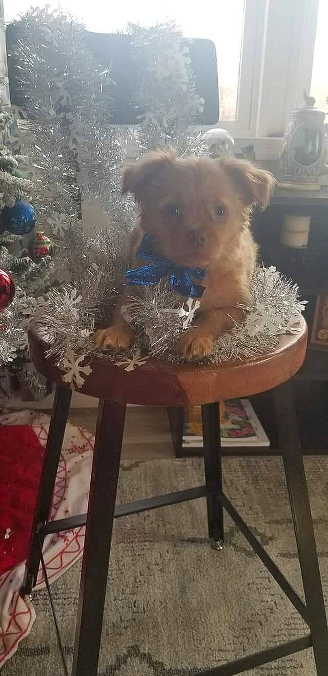 Max is registered to the contest to win money with this photo: art, bear, carnivore, chair, companion_dog, dog, dog_breed, door, fawn, fur, liver, metal, sporting_group, stuffed_toy, teddy_bear, toy, toy_dog, window, wood, working_animal