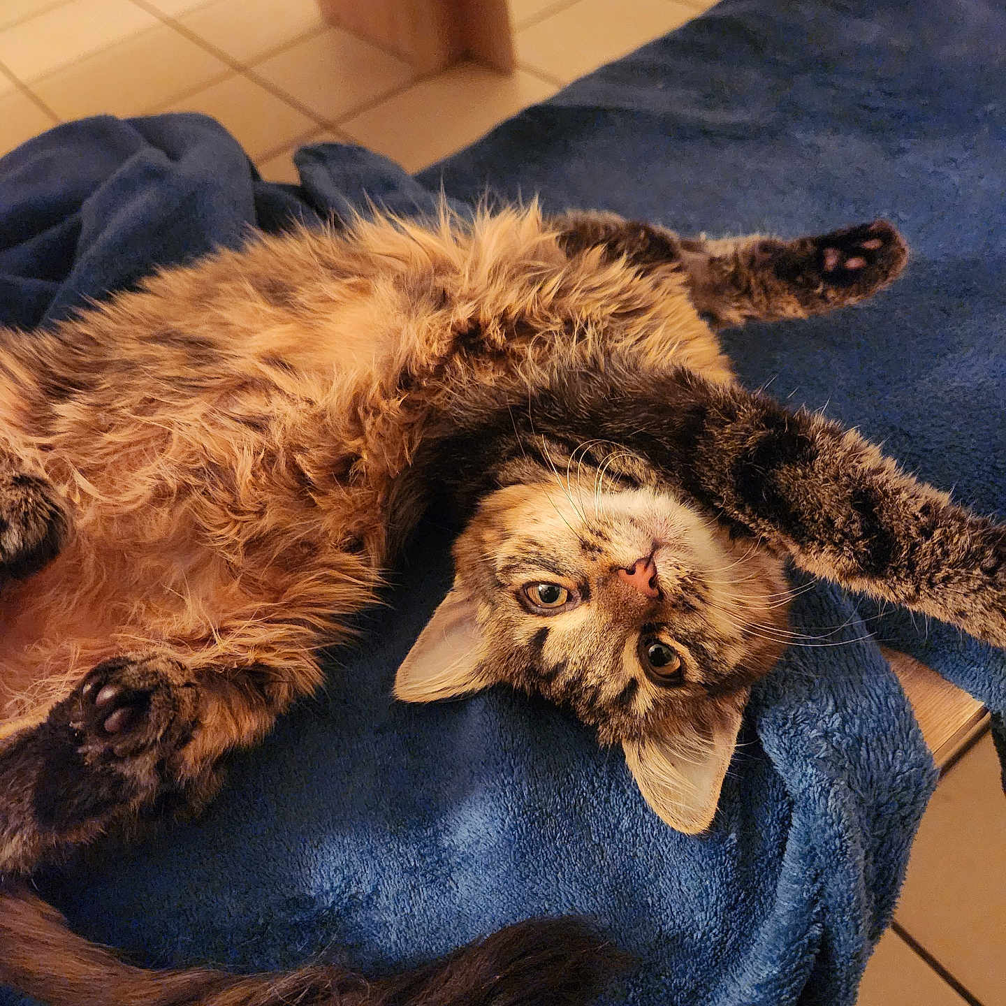 Athena participe au concours pour gagner de l'argent avec cette photo : animal, blue_blanket, cat, cozy, curious, cute, feline, fluffy_fur, home, indoor, paws, pet, relaxed, resting, soft, striped, tabby_cat, tail, upside_down, whiskers