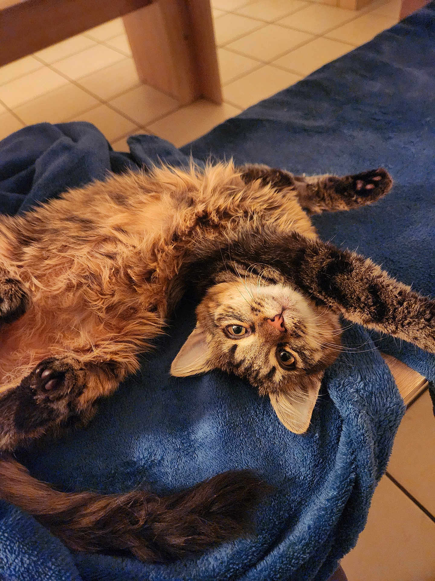 Athena participe au concours pour gagner de l'argent avec cette photo : cat, tabby_cat, fluffy_fur, upside_down, blue_blanket, cozy, indoor, pet, animal, whiskers, paws, tail, curious, relaxed, feline, cute, striped, soft, resting, home