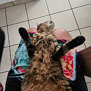 Athena participe au concours pour gagner de l'argent avec cette photo : cat, tabby_cat, fur, pet, relaxed, indoor, lap, person, shorts, colorful_clothing, tiled_floor, animal, sleeping, paw, fluffy, striped, domestic_cat, resting, home, comfort