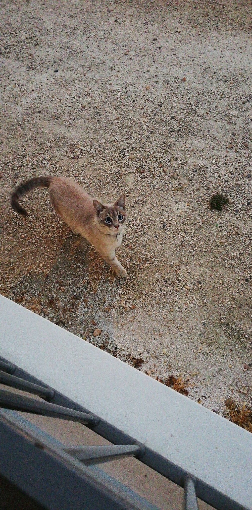 Kyoria a rejoint le concours — aidez-le/la à gagner de superbes lots ! carnivore, cat, fawn, felidae, sand, small_to_medium_sized_cats, tail, whiskers, wildlife