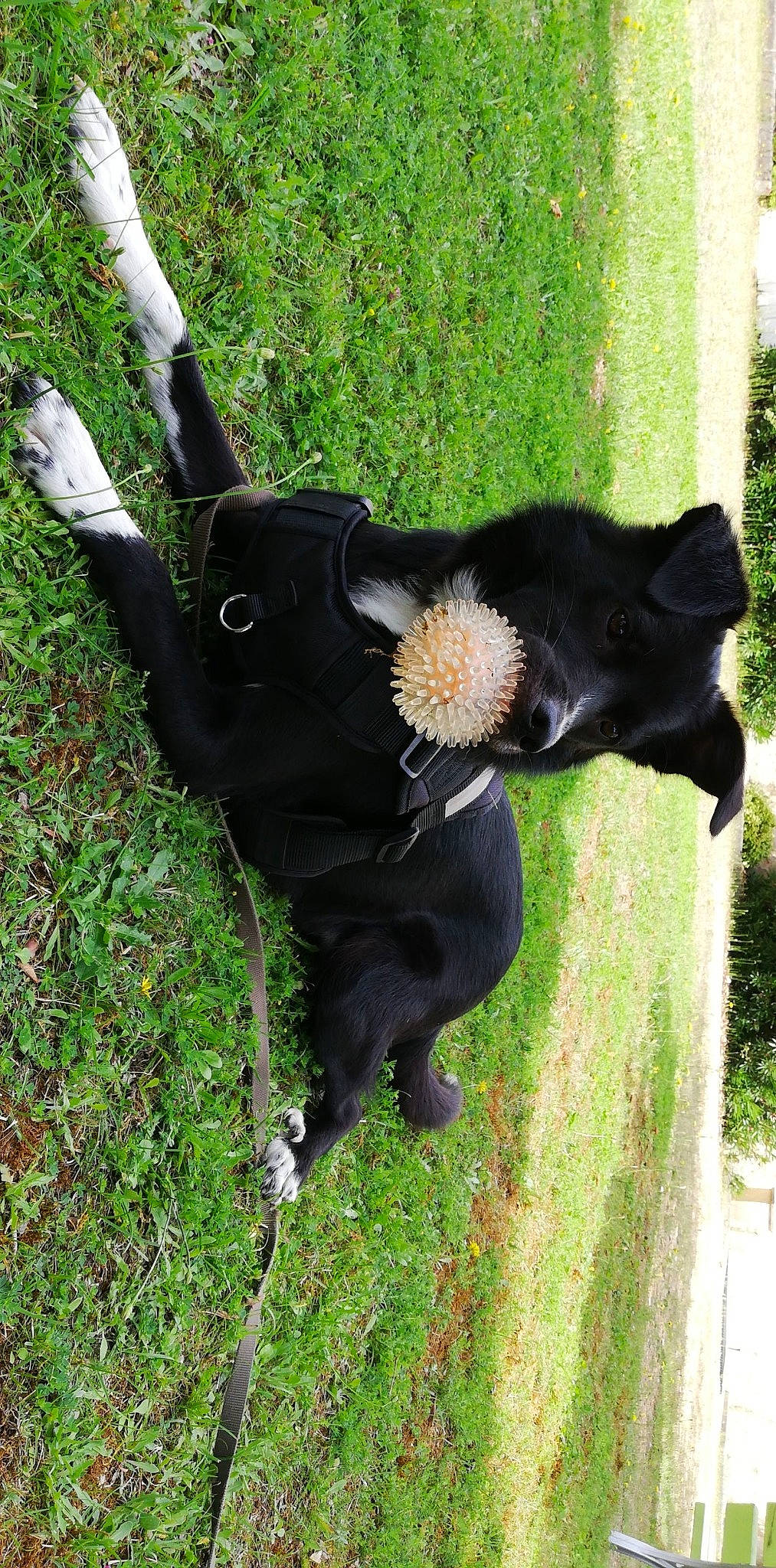 Geko a rejoint le concours — aidez-le/la à gagner de superbes lots ! black_cat, canidae, carnivore, cat, dog_breed, felidae, grass, plant, schipperke, sporting_group, tail