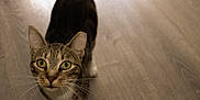 Rex is registered to the contest to win money with this photo: alert, animal, cat, close_up, companion, curious, cute, domestic_cat, feline, fur, green_eyes, household, indoor, looking_up, mammal, pet, standing, tabby, whiskers, wooden_floor