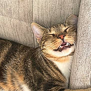 Rex joined the competition — help win amazing prizes! animal, cat, closed_eyes, cozy, cushion, cute, domestic_animal, fangs, feline, indoor, mammal, nap, pet, relaxed, resting, sleeping, soft_texture, striped, tabby, whiskers