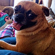 Ellie May is registered to the contest to win money with this photo: dog, pet, tongue_out, close_up, happy, indoor, couch, blanket, fur, animal, companion, cute, smiling, relaxed, home, paw, brown_fur, sitting, cozy, friendly